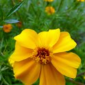 Tagetes patula 'Ground Control 'fleur